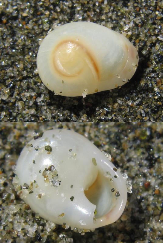 Cyclope pellucida